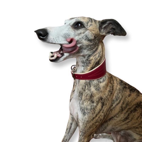 Greyhound whippet hot sale store